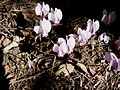 Cyclamen hederifolium clump