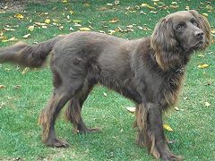 Perro de muestra alemán de pelo largo