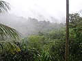 Morning mist in El Yunque rainforest by El Yunque peak.
