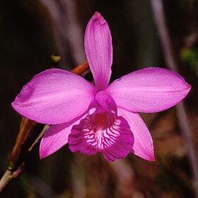 Epistephium williamsii