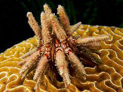 Eucidaris tribuloides (Slate-pencil Urchin)