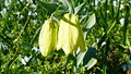 Fritillaria pallidiflora