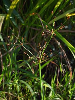 Fimbristylis miliacea