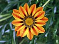 Un fiore del genere Gazania (famiglia delle Asteraceae).