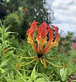 Gloriosa superba ou Lis de Malabar.