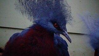 Ménagerie du jardin des plantes de Paris