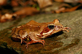 Rana temporaria