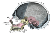 頭顱的矢狀切面圖(右側的藍色部分為枕骨)。