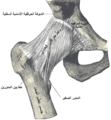 مفصل الورك الأيمن من الأمام.