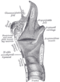 Section sagittale du larynx et de la partie supérieure de la trachée.