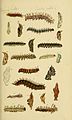 Larva and pupa, figures 10 and 10a