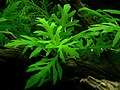 Hygrophila difformis