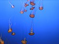 Swarms of jellyfish also prey on copepods