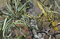 Jointed mistletoe Korthalsella rubra on Atalaya hemiglauca, just north of Breeza, NSW, Australia, 14 June 2015