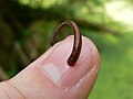 Une puissance de morsure capable de transpercer un ongle. Parc national de Khao Yai, Thaïlande