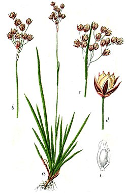 Luzula forsteri