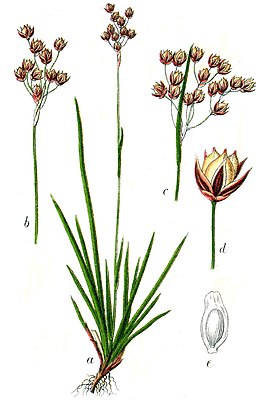 Ботаническая иллюстрация Якоба Штурма из книги Deutschlands Flora in Abbildungen, 1796