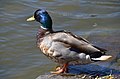 Male mallard