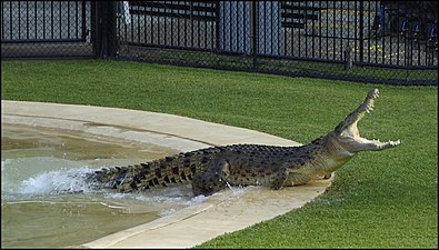 תנין הים Crocodylus porosus