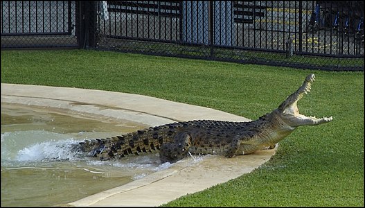 Crocodylus porosus (Saltwater Crocodile, תנין הים)