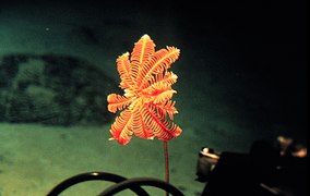 Autre crinoïde « vrai » à Hawaii.