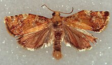 A mottled brown moth with wings outspread on a glittery-white background