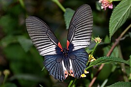 Female butlerianus upperside