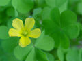 Oxalis albicans