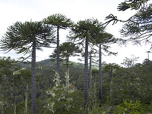 Araucaria araucana