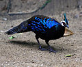 Male at Puerto Galera, Palawan