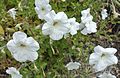 Petunia axillaris: one of the two parent species of the popular summer bedding plant Petunia × atkinsiana.