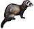 European polecat