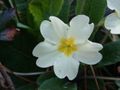 Primula vulgaris.