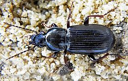 Pterostichus anthracinus