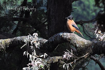 Rufous sibia bird Spotted at Naina Peak Hiking Forest Rufous sibia