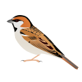 Saxaul Sparrow, subspecies stoliczkae