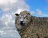 Sheep, a protagonist in the debate between sheep and grain
