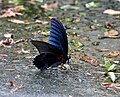 Great Mormon (Papilio memnon) Tribe Papilionini