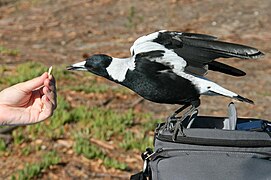 Un ejemplar de la subespecie G. tibicen hypoleuca recibiendo comida.