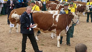 National Exposition of the Simmental Cattle and the Regional Championship of Hucul Horse.