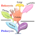 Image 12Phylogenetic and symbiogenetic tree of living organisms, showing a view of the origins of eukaryotes and prokaryotes (from Marine fungi)