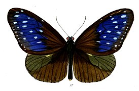 Euploea mulciber