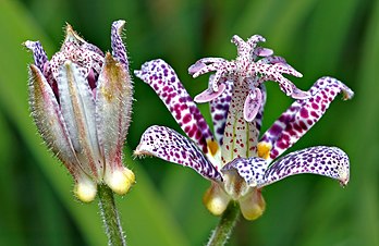 Fleurs de liliacées, ici le « lys de crapaud » (Tricyrtis hirta). (définition réelle 2 708 × 1 760*)