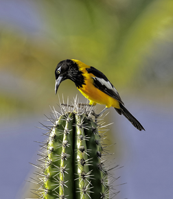 Une oriole troupiale perchée sur un cactus Pilosocereus lanuginosus. (définition réelle 2 041 × 2 350)