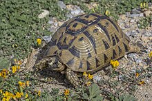 Testudo graeca nabeulensis at Cap Bon, Tunisia