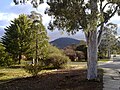 A view of Mount Ainslie from near the intersection of Elliot Street and Vasey Crescent, Campbell