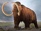 Woolly mammoth restoration