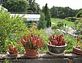 A view from the terrace of the dry garden looking southwest. Red pitcher plants in the foreground, September 2014.