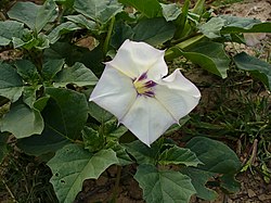 Datura discolor (flor).