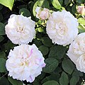 Rosa 'Winchester cathedral' из групе енглеских ружа.